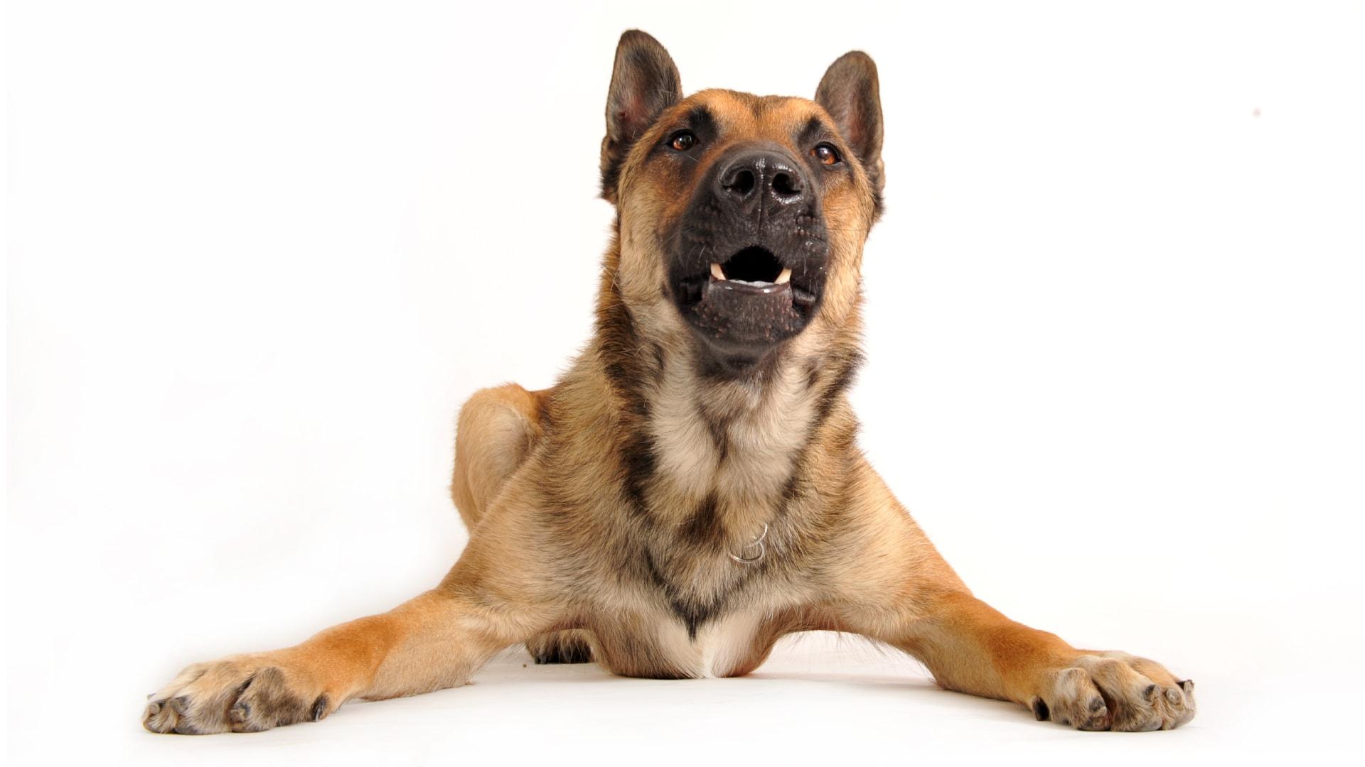 Kako umiriti in preprečiti pasje lajanje?