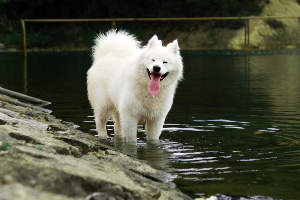 Samojed