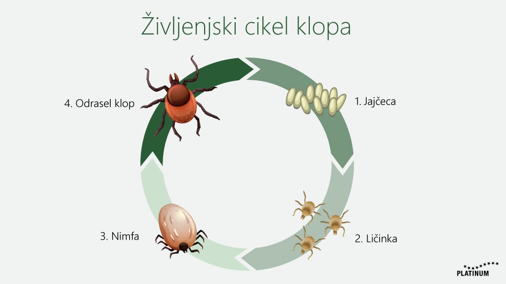 življenjski cikel klopov