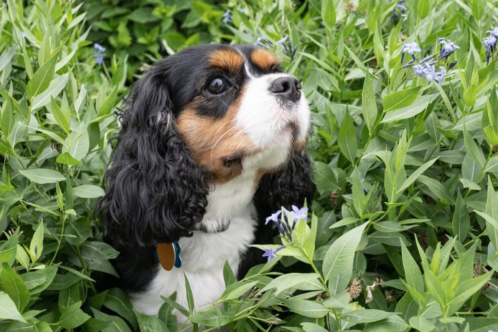 Cavalier King Charles španjel