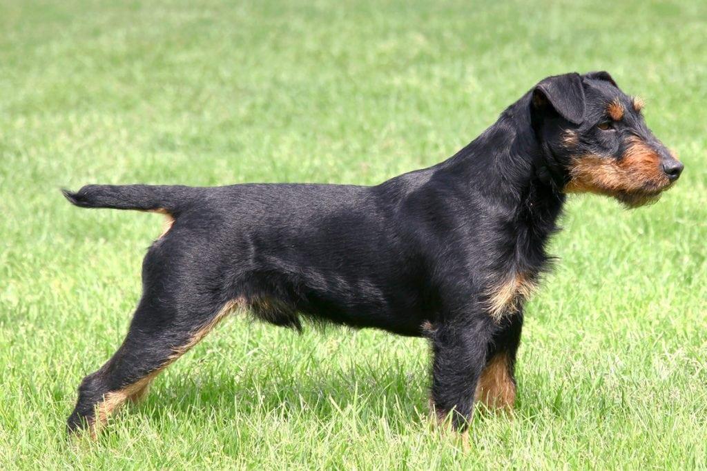 Nemški lovski terier - Vsestranski delovni pes za prave ljubitelje!