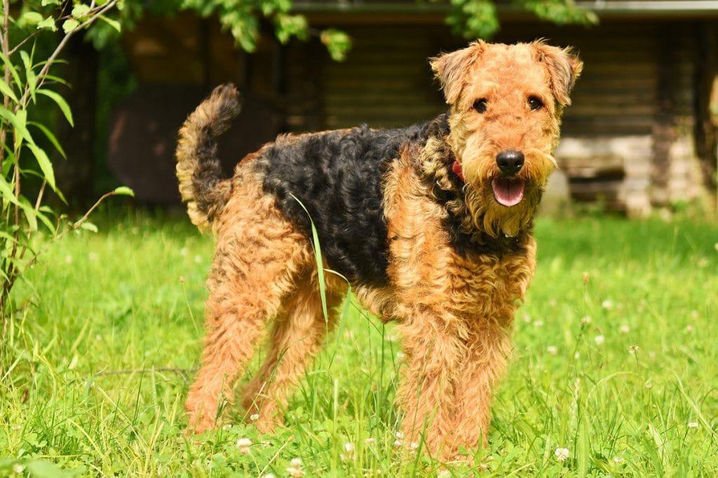 Airedalski terier