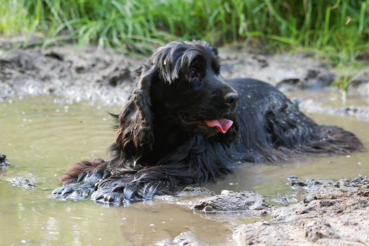 Angleški koker španjel