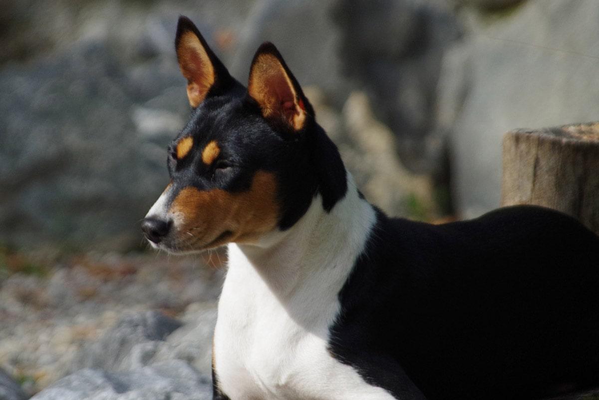 Basenji