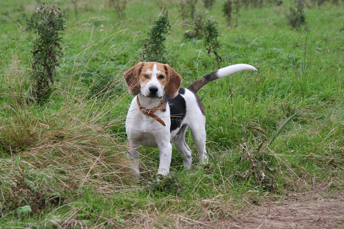 Beagle