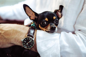 Čivava (chihuahua)