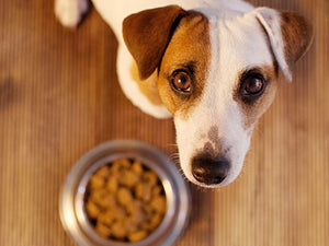 kaj se nahaja v hrani za pse?