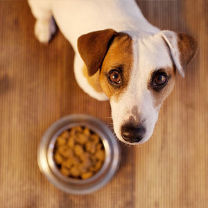 kaj se nahaja v hrani za pse?