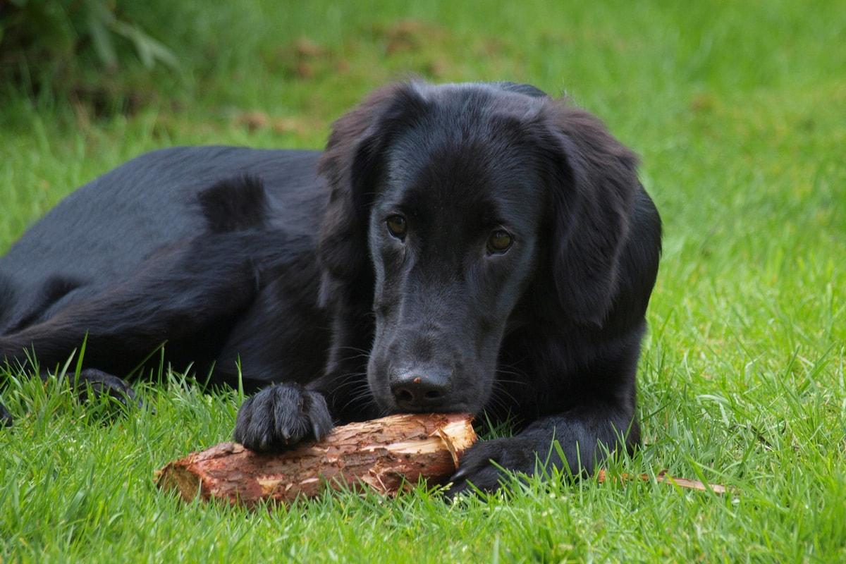 Gladkodlaki prinašalec