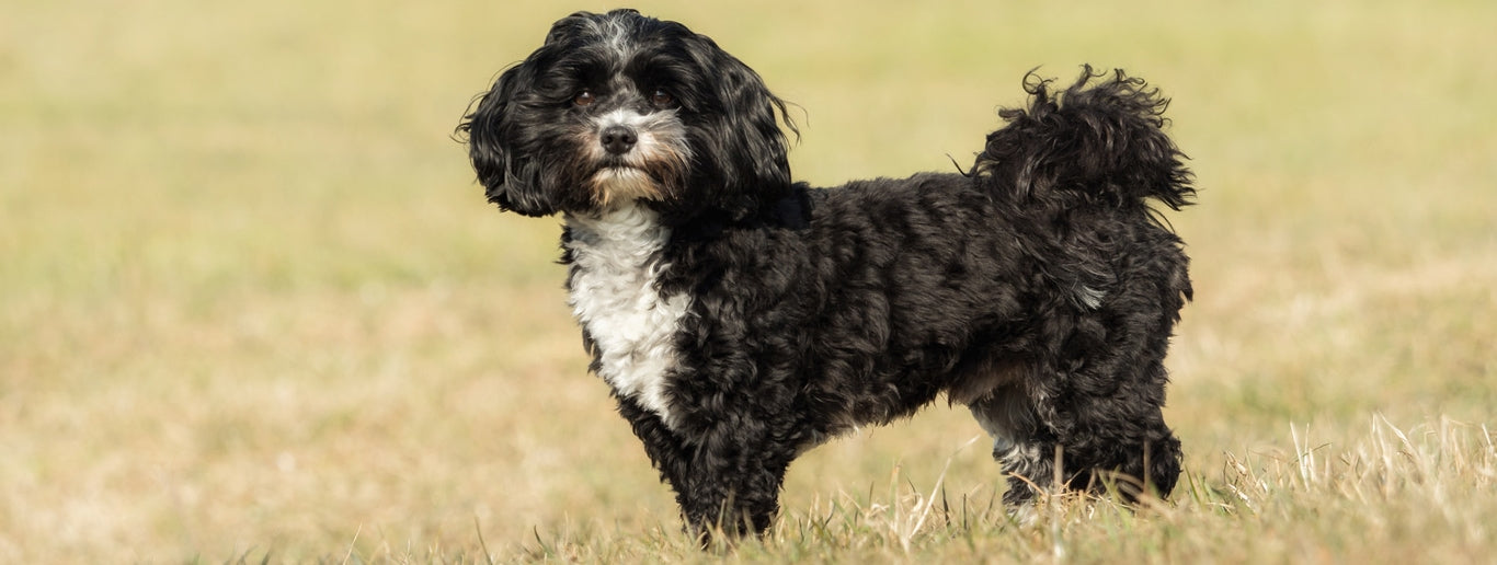 Havanski bišon (Havanec)