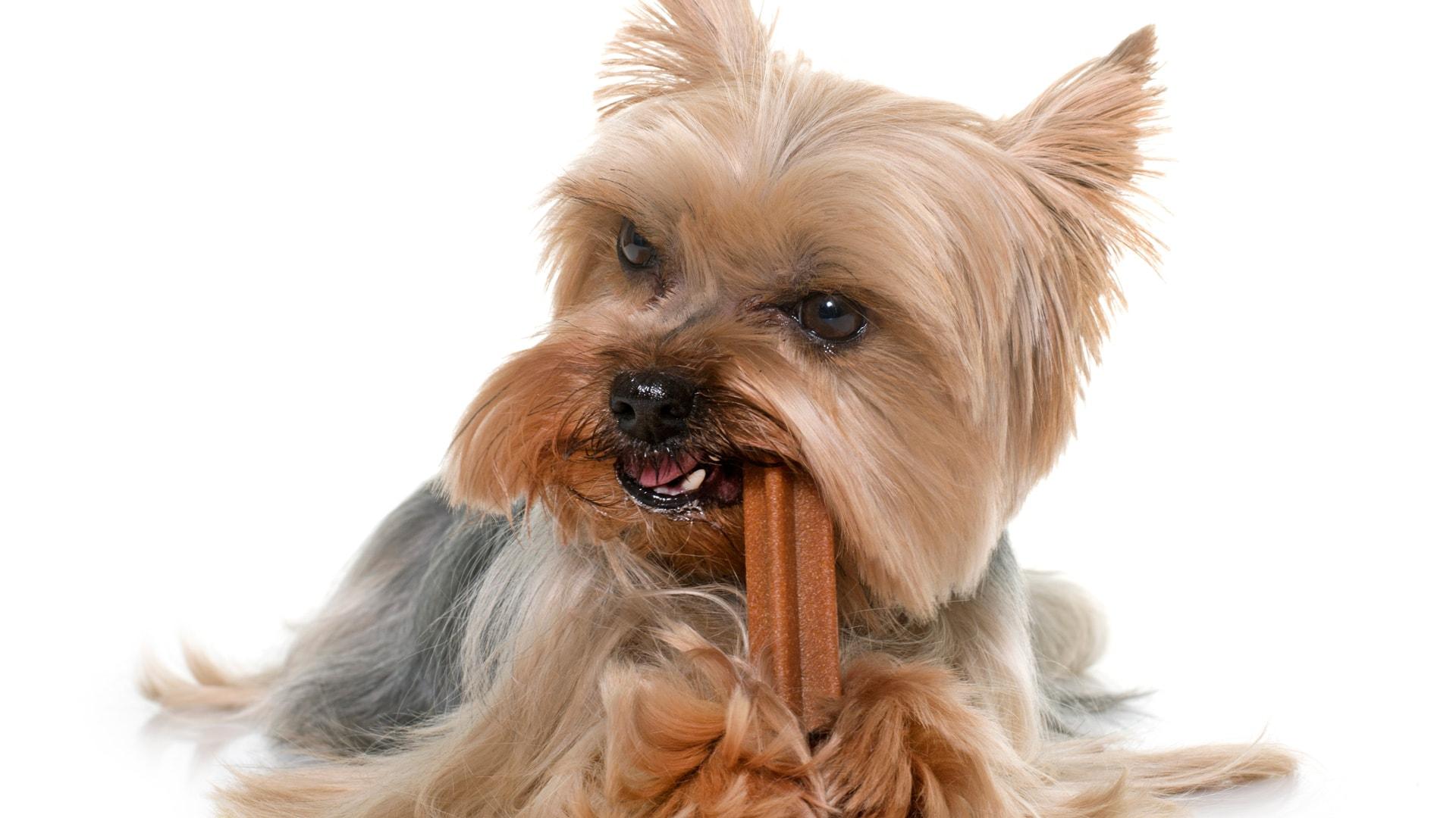 Vpliv hrane na zdravje pasjih zob?