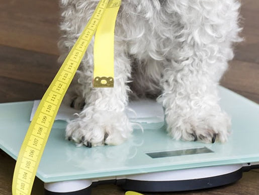 Zdrava telesna teža psa: Ključ do dolgega in srečnega življenja