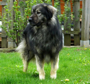 Kraški ovčar