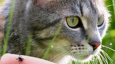 Nasveti za odstranjevanje klopov pri mačkah - Kako zaščititi mačko?