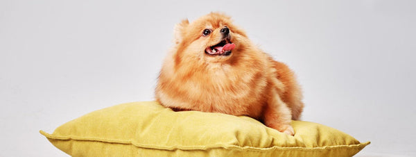 Pomeranec