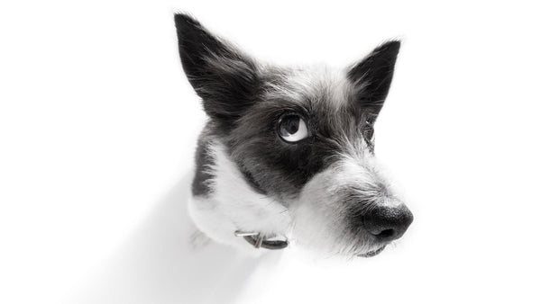 Pasja prebava in prebavni sistem psa