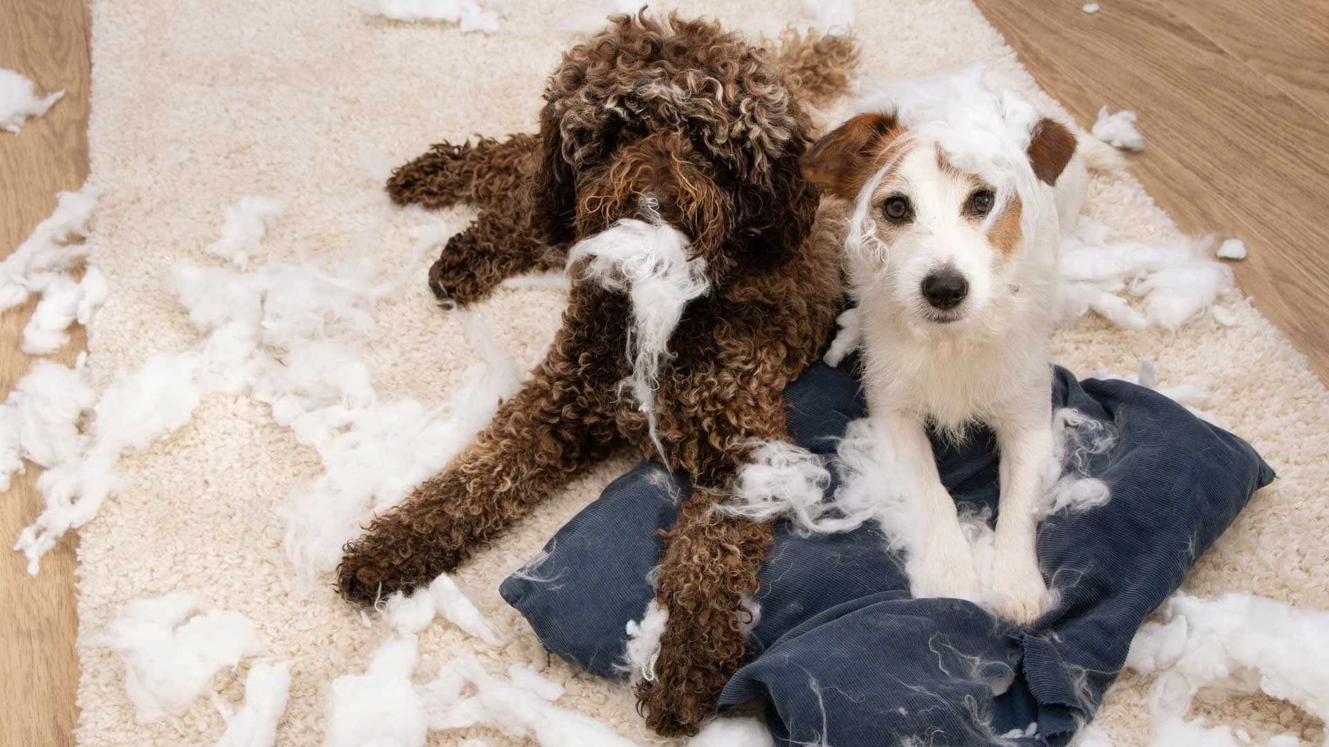 Kako ukrepati ob nezaželenem pasjem žvečenju in grizenju?