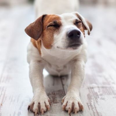 Kako preprečiti stres pri psih? Odkrijte priboljške Fit-Bits Relax!