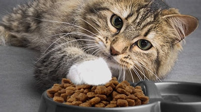 Menjava mačje hrane - Triki in nasveti za uspešno menjavo!