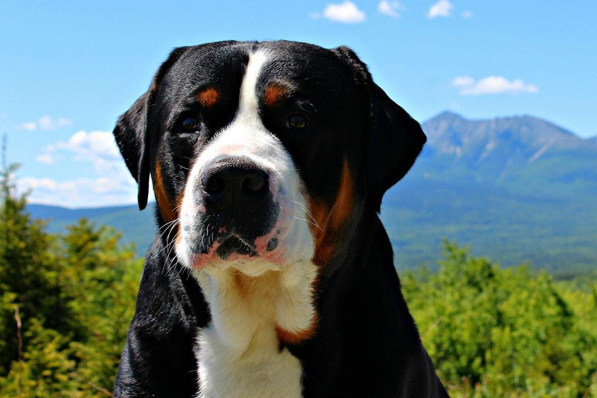 Veliki švicarski planšarski pes