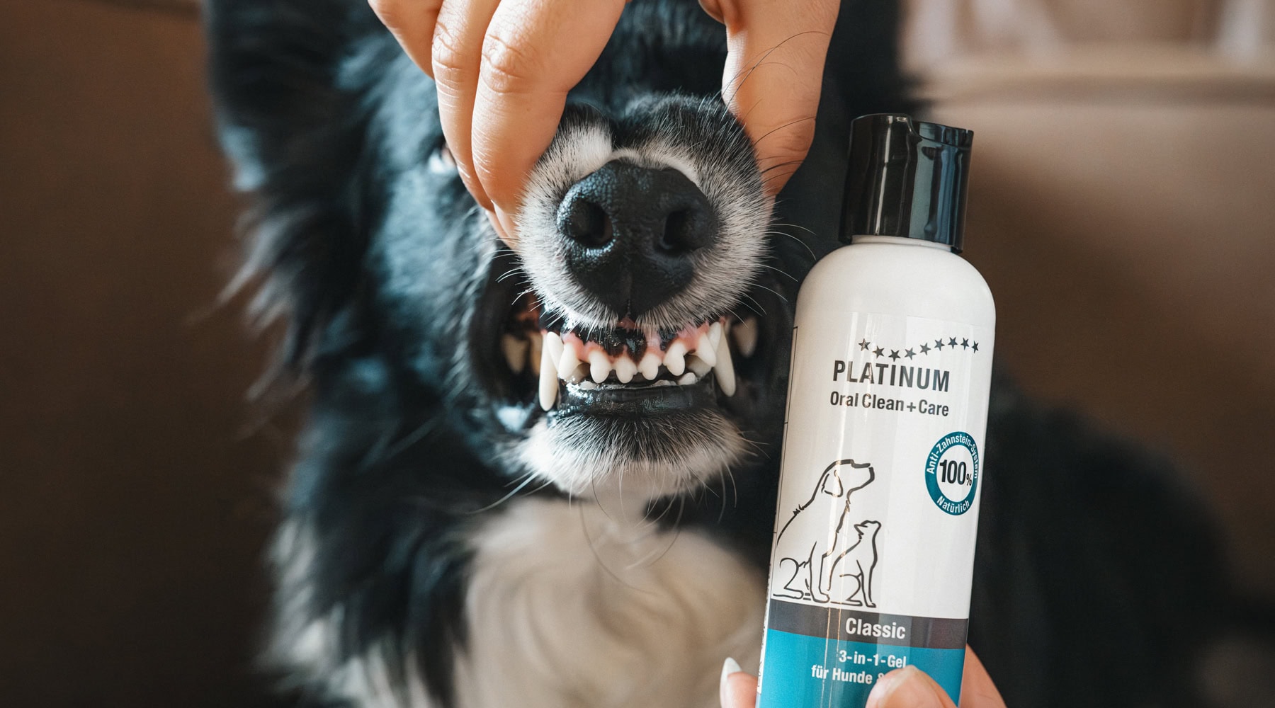 zobna nega in nega kože za pse in mačke