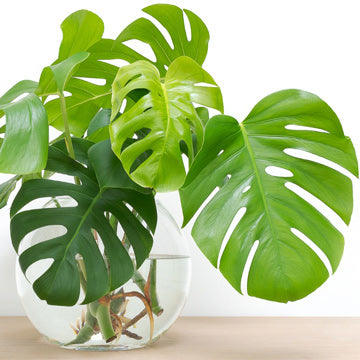 Filodendron