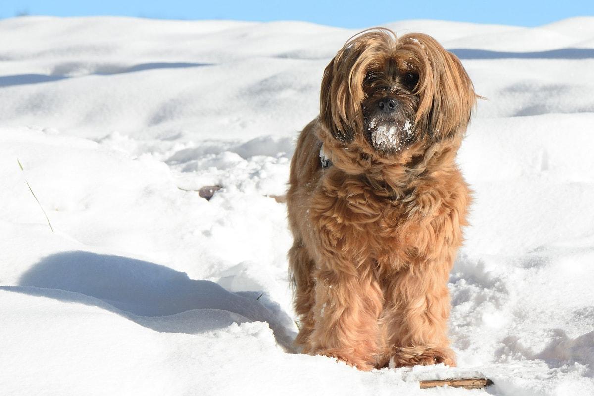 Tibetanski terrier clearance