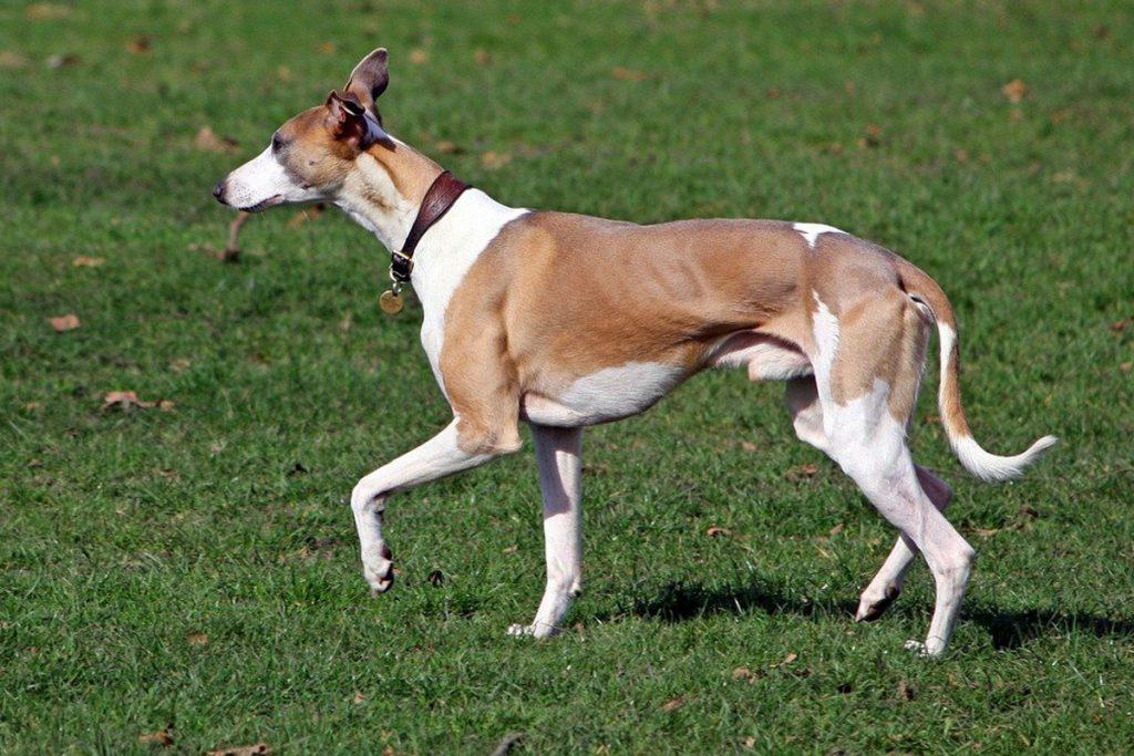 Whippet