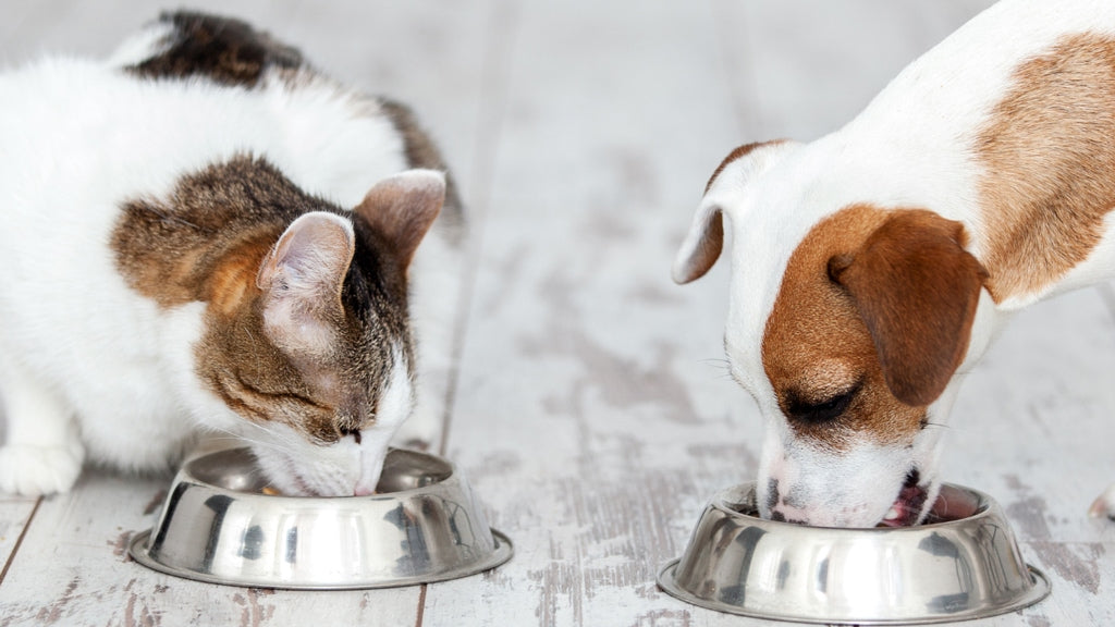 Mačke med izločitveno dieto ne smejo jesti nobene druge hrane ali priboljškov
