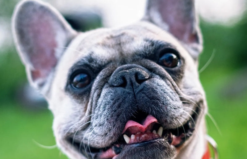 Francoski buldog