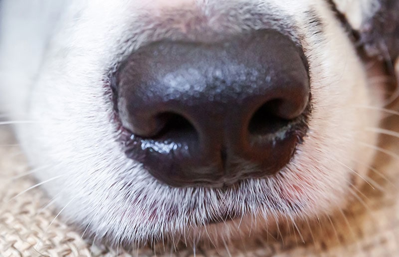 Izjemen pasji nos