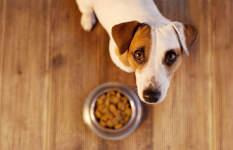 kaj vse se nahaja v hrani za pse?