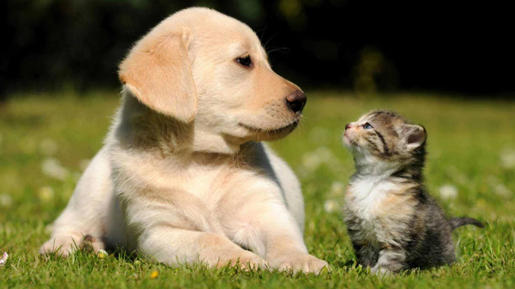 Mačke in psi se najbolje navadijo drug na drugega, ko so mladički