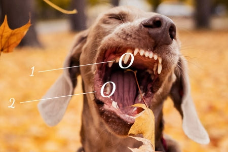 pasje zobje in sveže meso