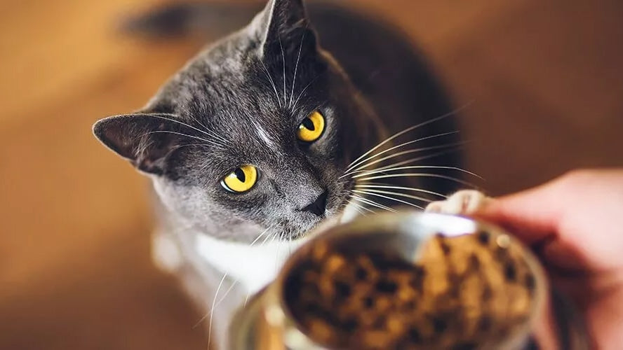 Izvedi provokacijski test izločitvene diete pri mačkah