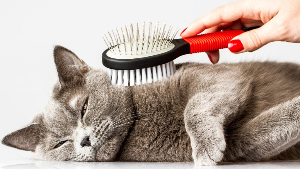 Količina menjave dlake pri mačkah se lahko razlikuje glede na pasmo