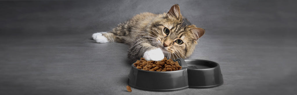 Menjava mačje hrane