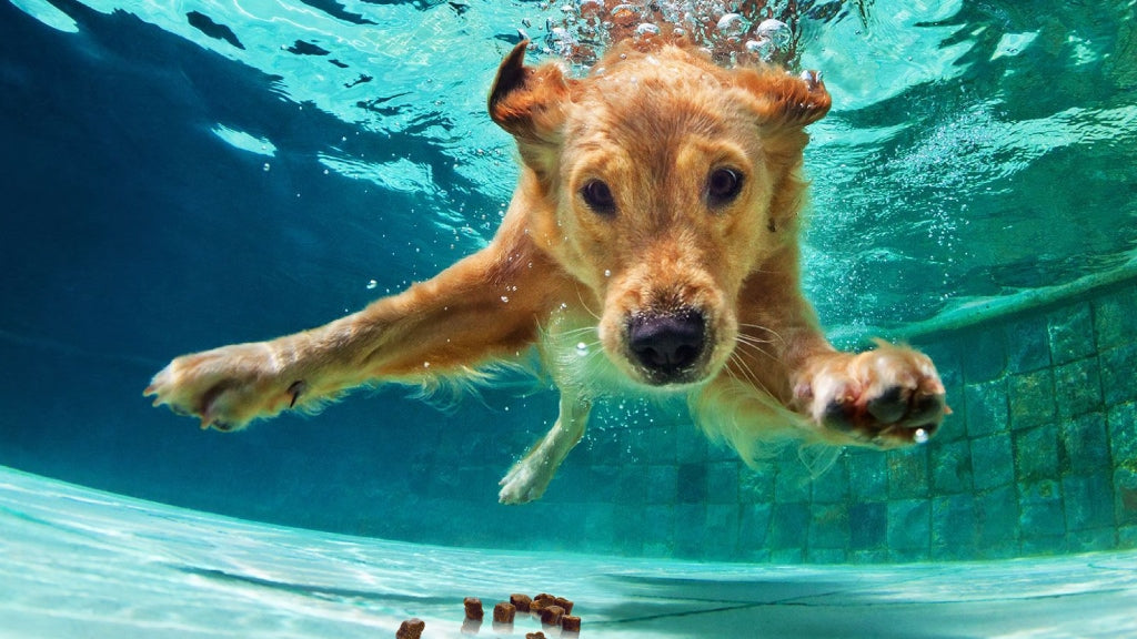 Potapljanje je vodna igra, s katero se lahko pes ohladi.